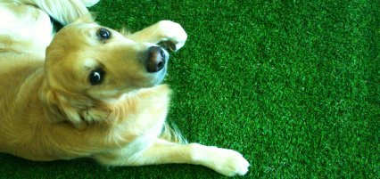 Artificial grass for pets